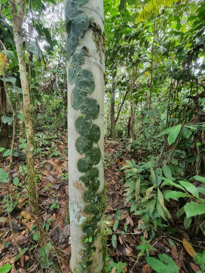 Milia Amazon Lodge Iquitos Exterior photo